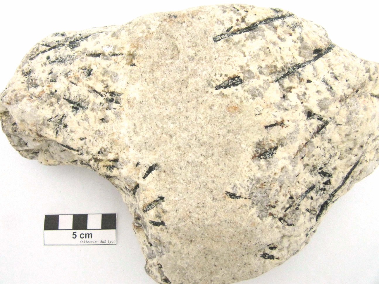 Granite porphyrique à tourmaline Granite porphyrique à tourmaline Massif armoricain  Roscoff 