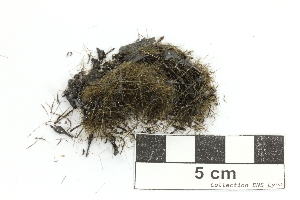 Cheveux de Pelé Filaments de verre basaltique Point chaud de La Réunion Piton de la Fournaise  