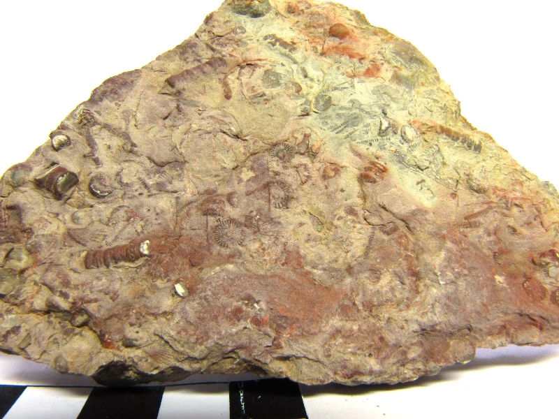 Calcaire argileux fossilifère Calcaire de Ferques à crinoides, brachiopodes et bryozoaires Bassin parisien Boutonnière du Boulonnais Ferques 