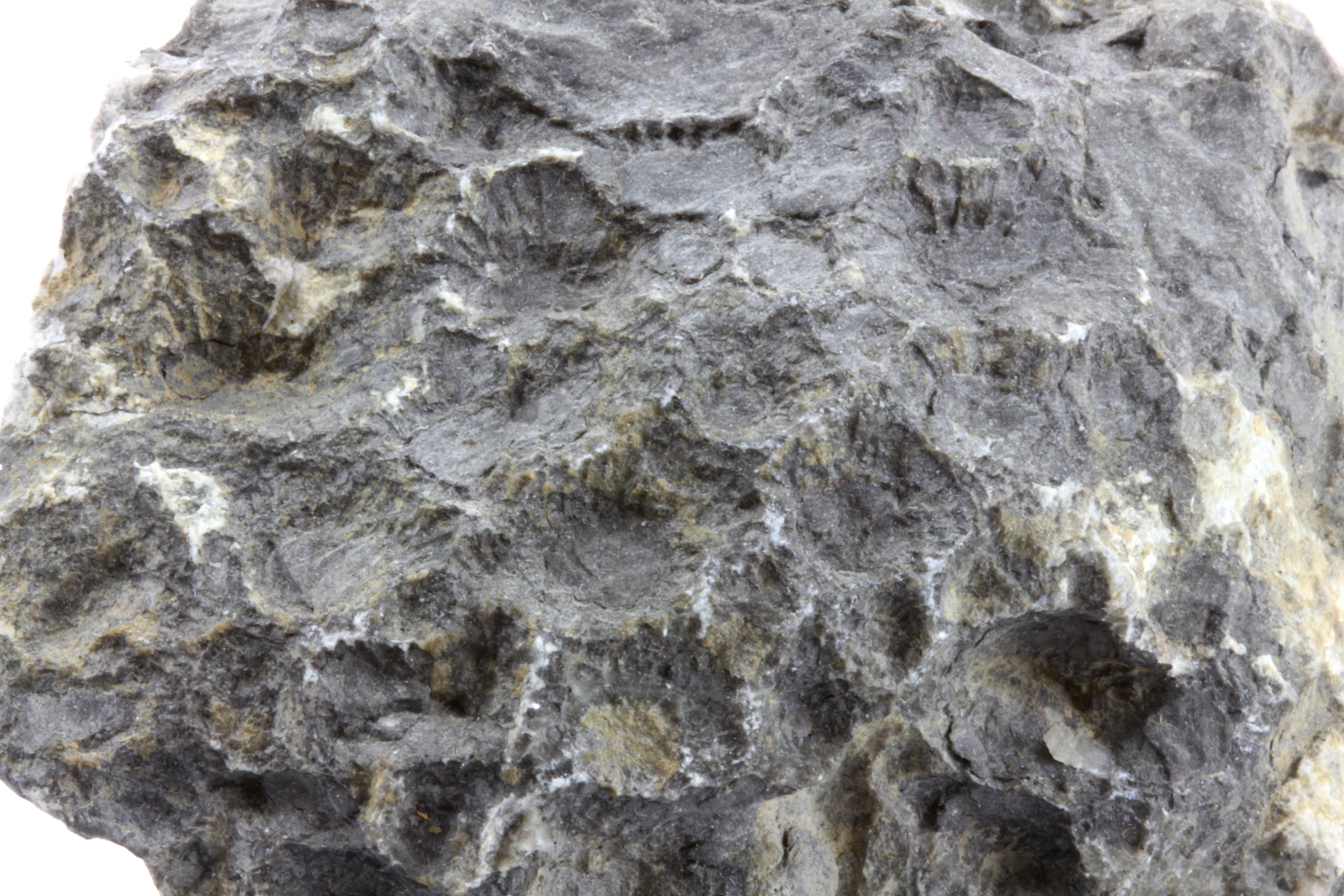 Calcaire à Cyathophyllum Calcaire à Cyathophyllum Bassin parisien Boutonnière du Boulonnais Ferques 