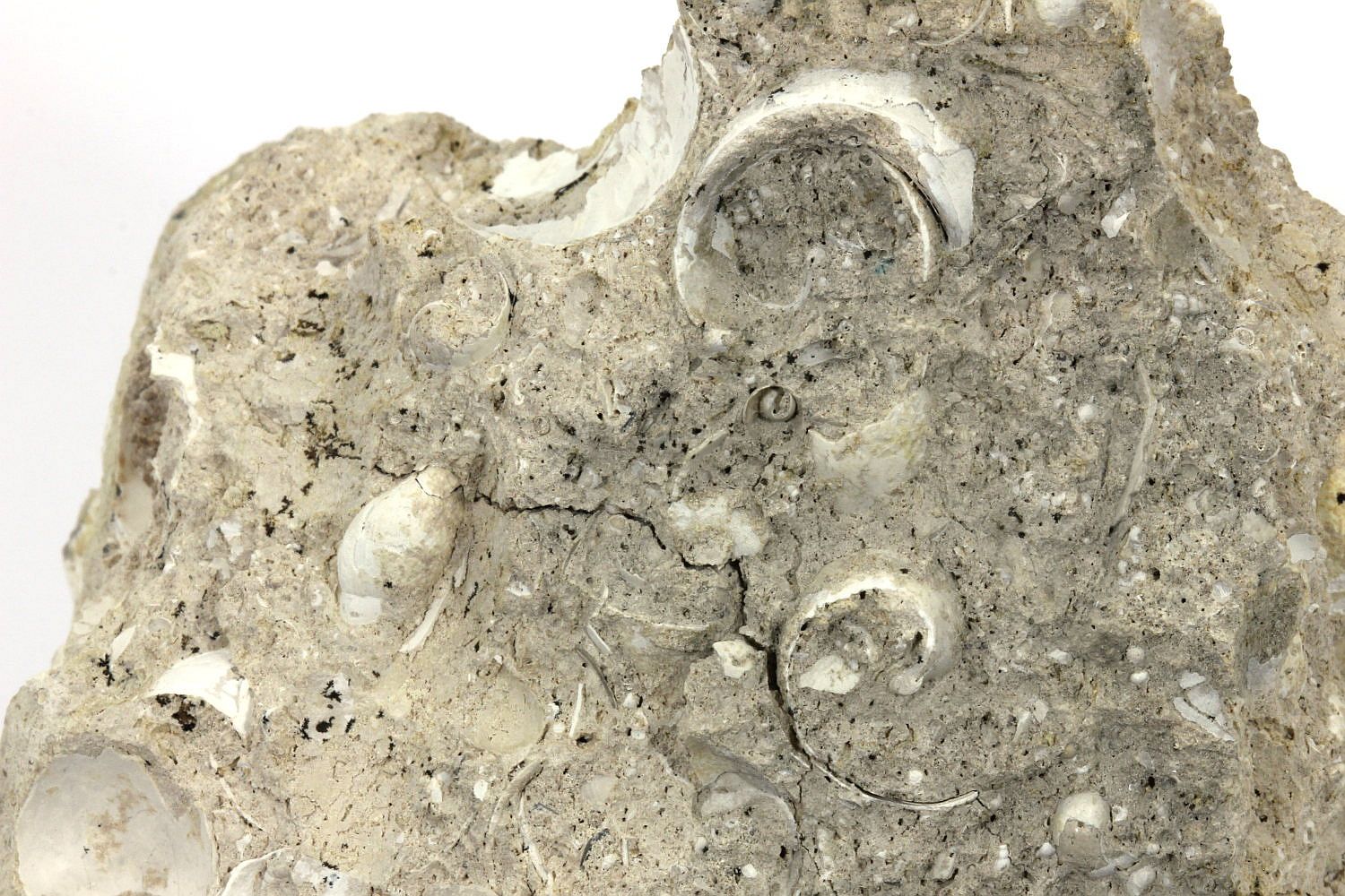 Calcaire à limnées Calcaire à Lymnaea longiscata Bassin aquitain   