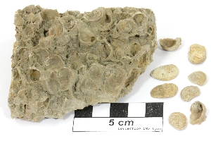 Calcaire à nanogyres Calcaire à nanogyres Bassin aquitain  Angoulins Pointe du Chay