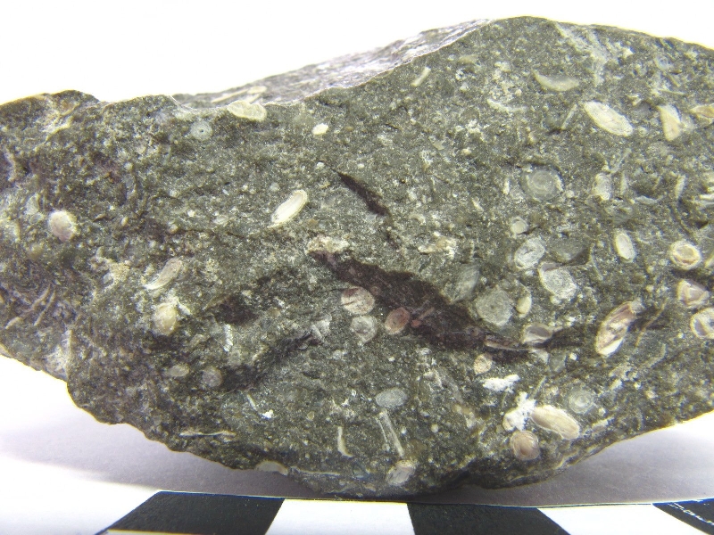 Calcaire à foraminifères  Calcaire à alvéolines, nummulites, opertorbitolites et milioles Pyrénées Massif des Corbières Coustouge Proximité de Coustouge