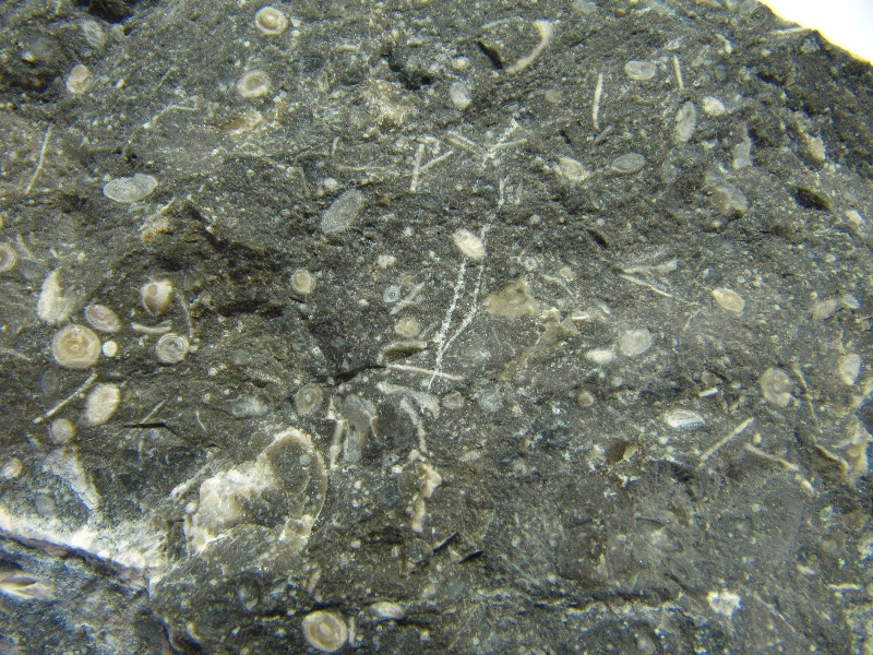 Calcaire à foraminifères Calcaire à alvéolines, nummulites, opertorbitolites et milioles Pyrénées Massif des Corbières Coustouge Proximité de Coustouge
