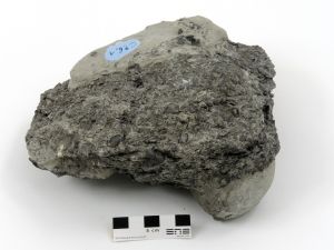 Lumachelle pyritisée Lumachelle épigénisée en pyrite dans une argile Bassin parisien Boutonnière du Boulonnais  