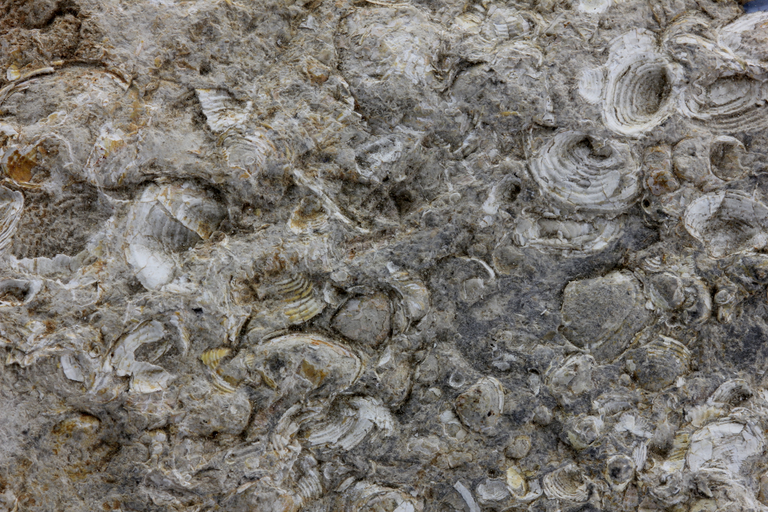 Lumachelle à corbicula Calcaire lacustre à bivalves    
