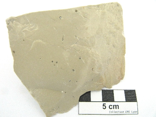 Calcaire lithographique à ichnofossiles Terriers fossiles dans une micrite Jura  Cerin Proximité de la carrière de Cerin