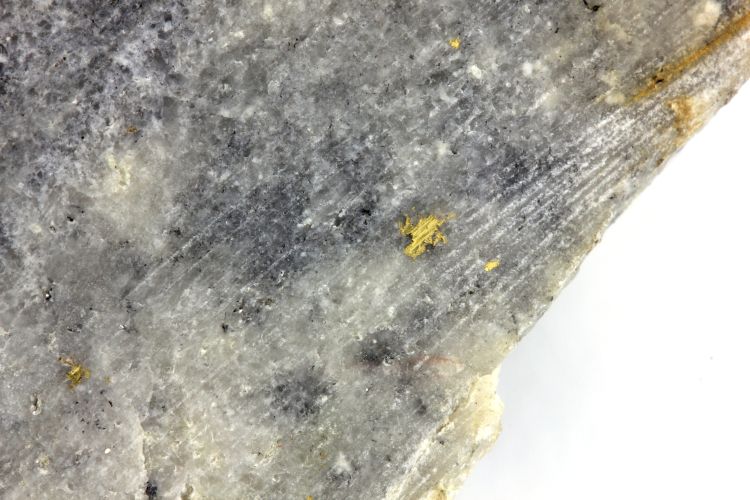 Or Paillettes d’or dans du quartz Massif central  Le Chalard Ancienne mine d’or du Bourneix