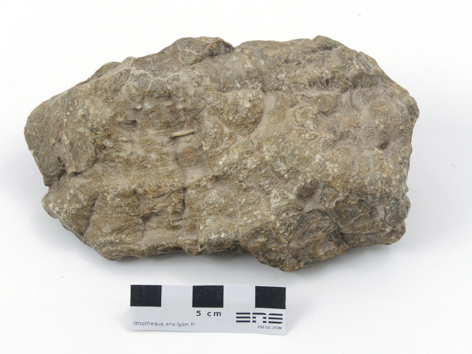 Lonsdaleia