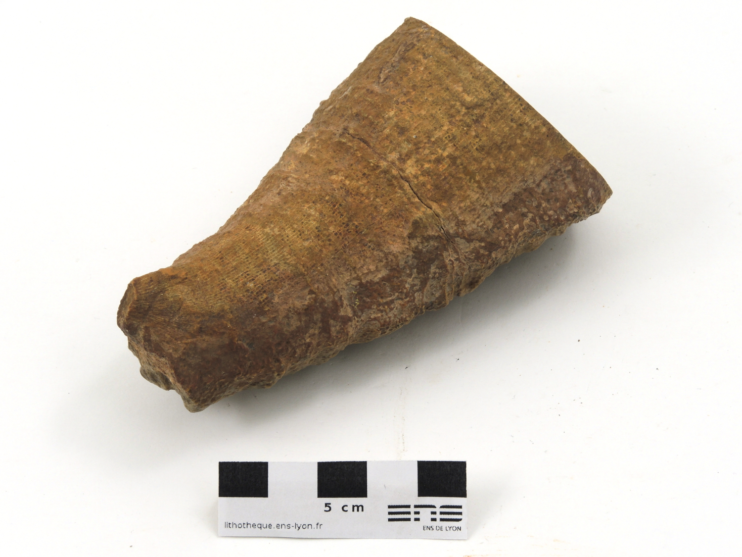 Palaeosmilia