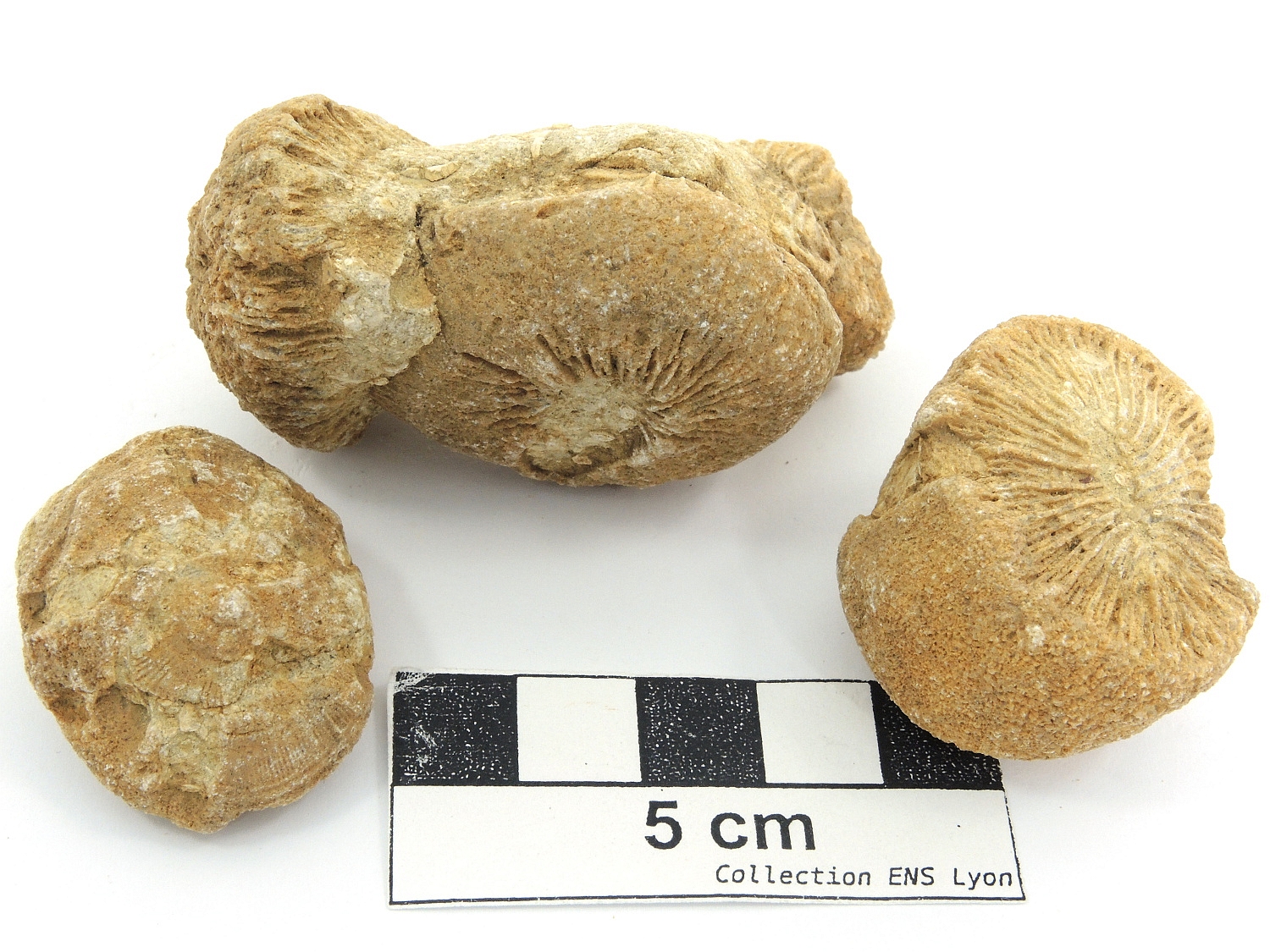 Trochosmilia