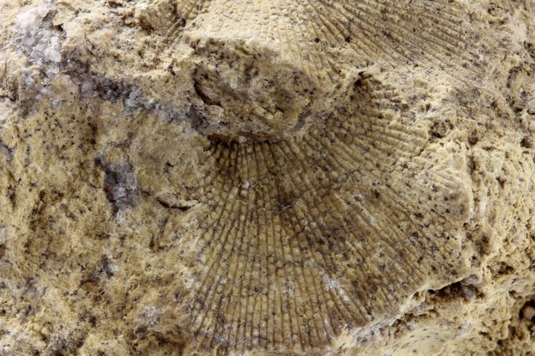 Calcaire à bryozoaires Fenestella retiformis    Krölpa-Pößneck