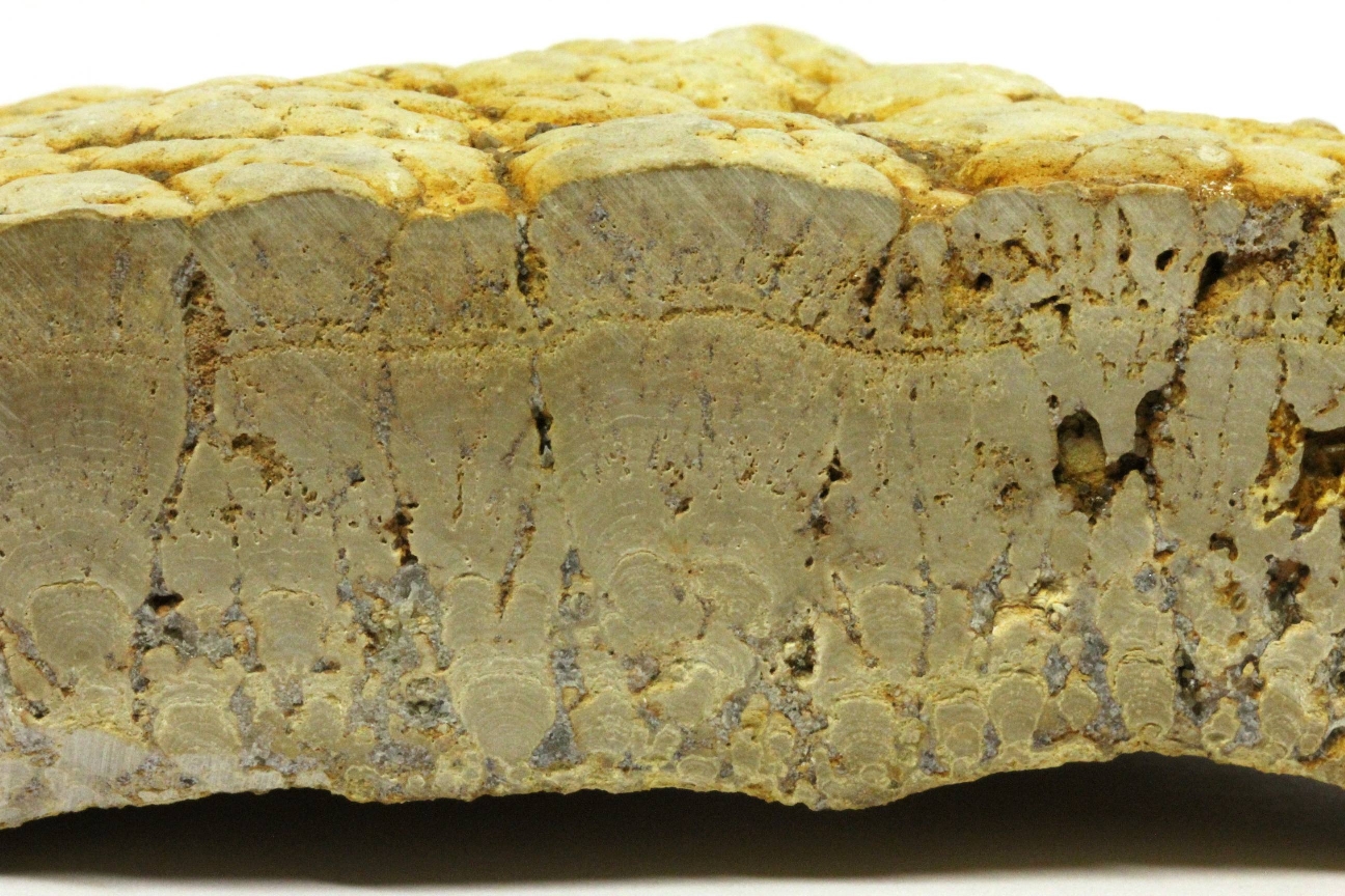 Stromatolites Stromatolites Massif central Limagne Saint Saturnin Proximité de Chadrat