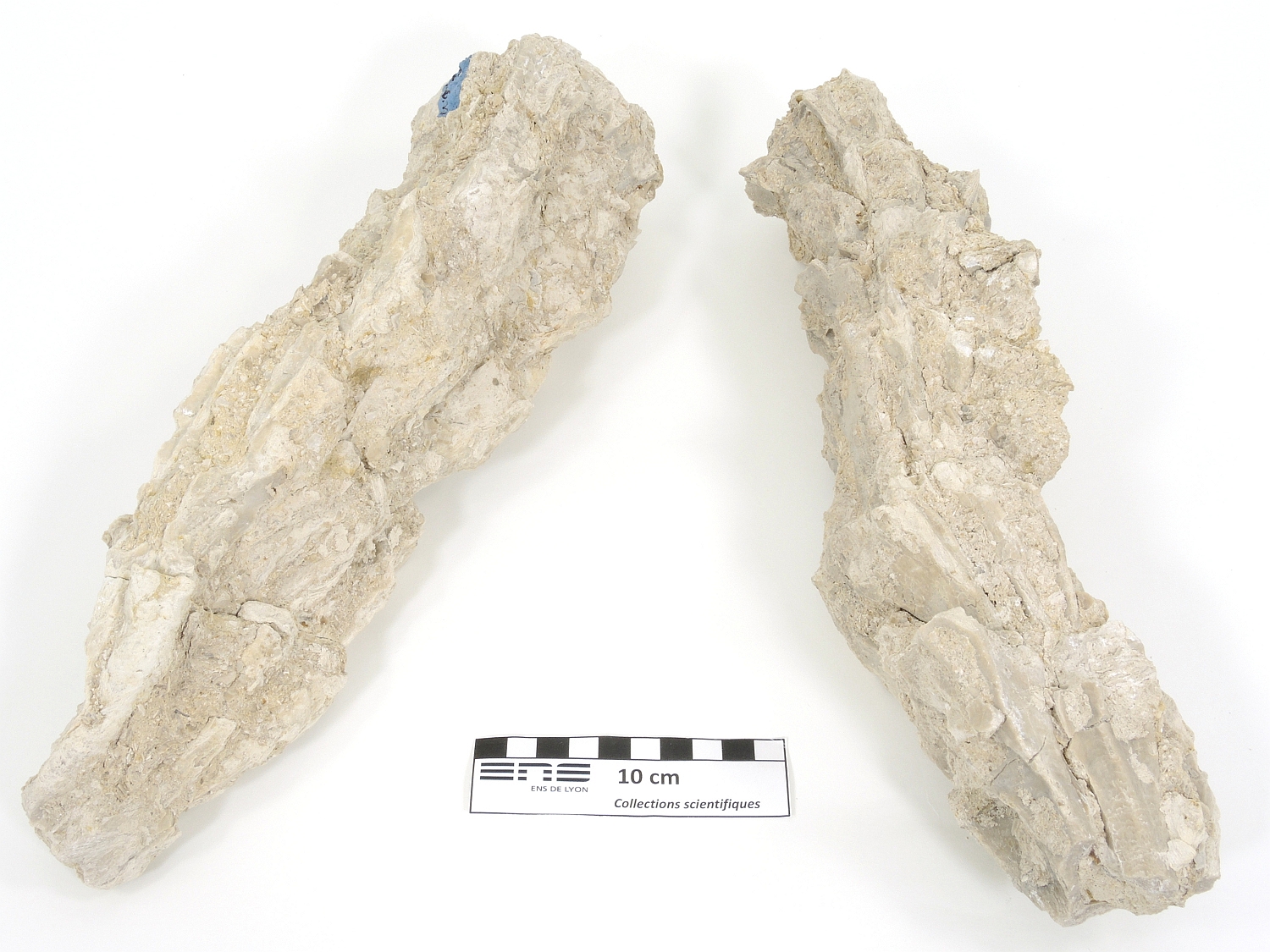 Biradiolites leychertensis