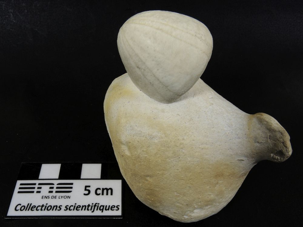Conulus Fossile d’oursin sur un rognon de silex    