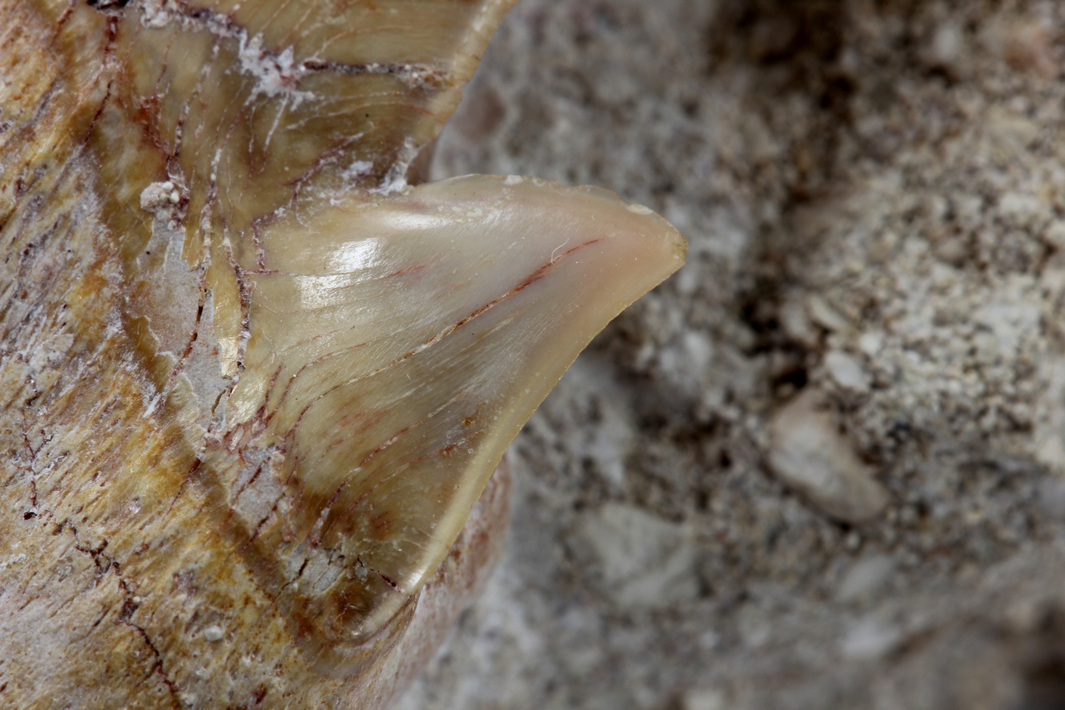 Dent de requin fossile Dent de requin dans un niveau phosphaté    