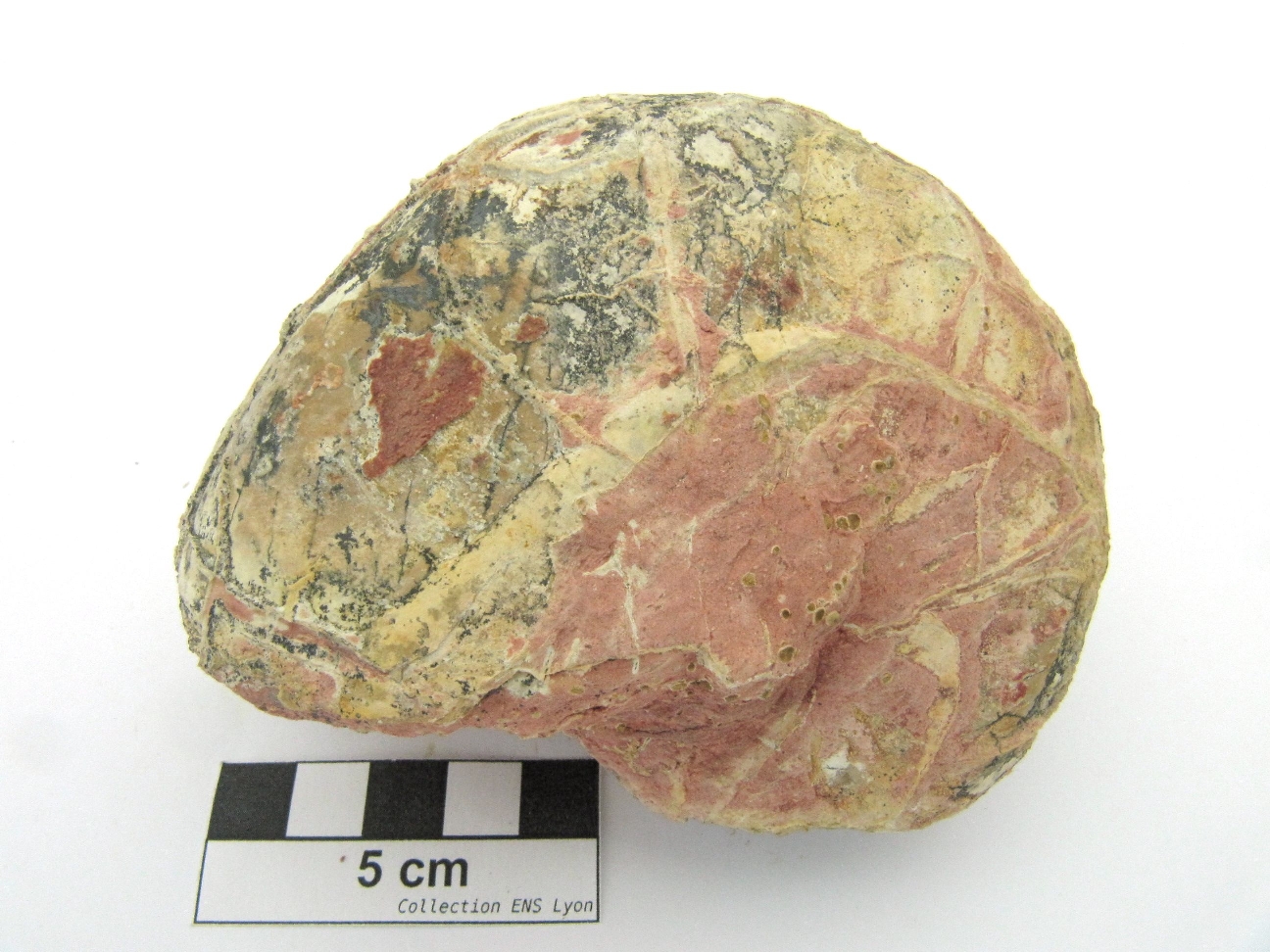 Cenoceras Nautile fossile   Saint Germain sur l'Arbresle 