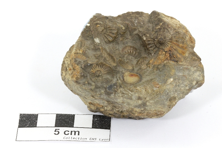 Amaltheus margaritatus Calcaire fossilifère riche en ammonites (Amaltheus margaritatus)    
