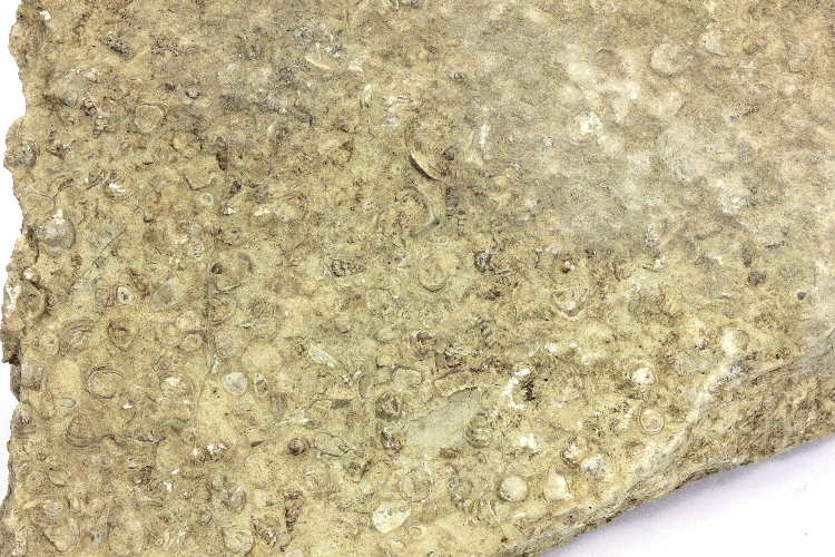 Calcaire marneux Calcaire marneux à astarte Jura   SE d'Ornans