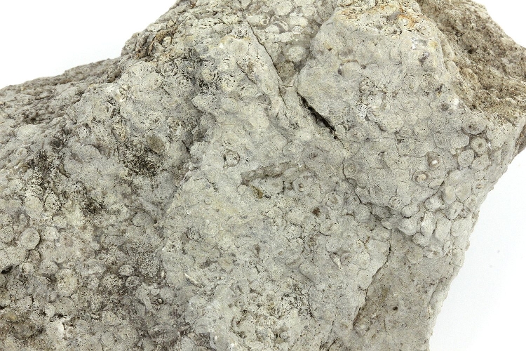 Calcaire pisolithique Calcaire pisolithique Jura   