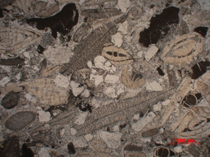  Microscope Calcaire gréseux à Nummulites et Discocyclina Molasse à foraminifères Alpes  Le Grand Bornand 