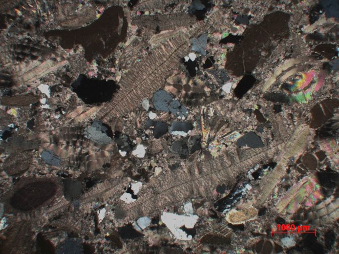  Microscope Calcaire gréseux à Nummulites et Discocyclina Molasse à foraminifères Alpes  Le Grand Bornand 