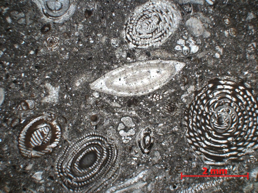 Microscope Calcaire à foraminifères  Calcaire à alvéolines, nummulites, opertorbitolites et milioles Pyrénées Massif des Corbières Coustouge Proximité de Coustouge