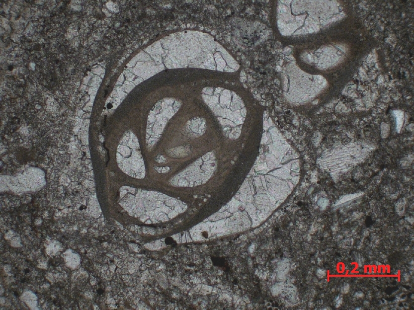  Microscope Calcaire à foraminifères  Calcaire à alvéolines, nummulites, opertorbitolites et milioles Pyrénées Massif des Corbières Coustouge Proximité de Coustouge