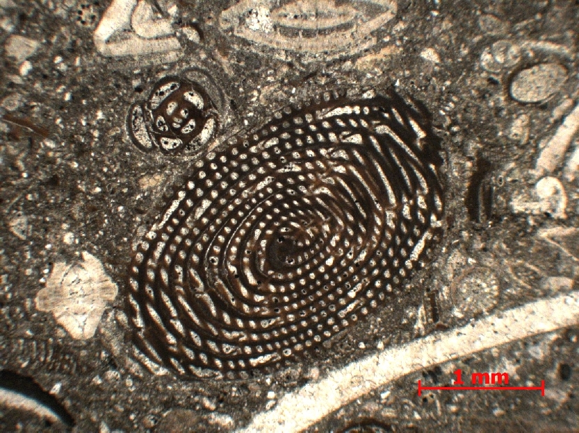  Microscope Calcaire à foraminifères Calcaire à alvéolines, nummulites, opertorbitolites et milioles Pyrénées Massif des Corbières Coustouge Proximité de Coustouge