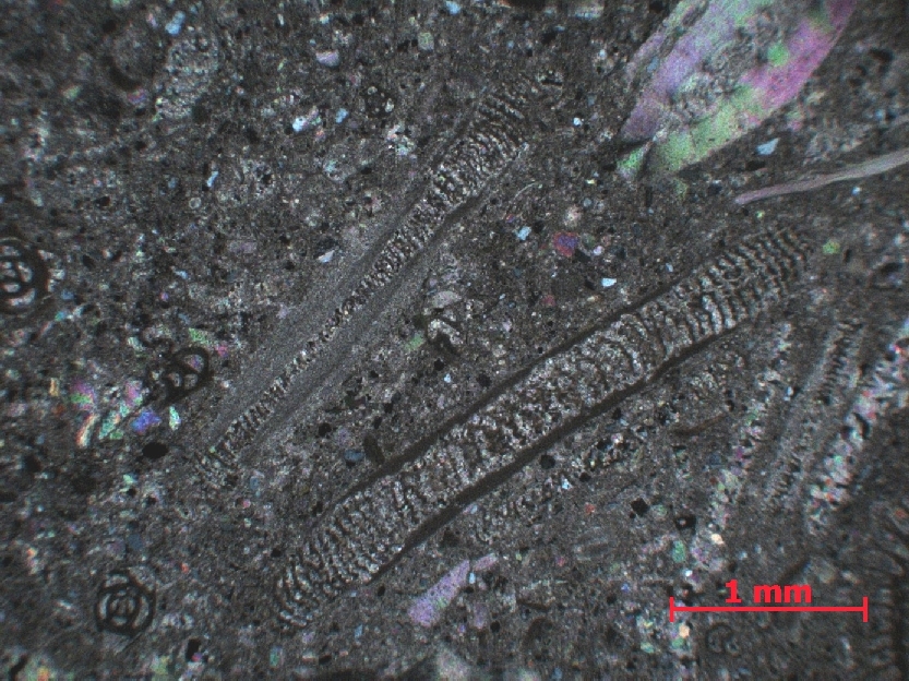  Microscope Calcaire à foraminifères Calcaire à alvéolines, nummulites, opertorbitolites et milioles Pyrénées Massif des Corbières Coustouge Proximité de Coustouge