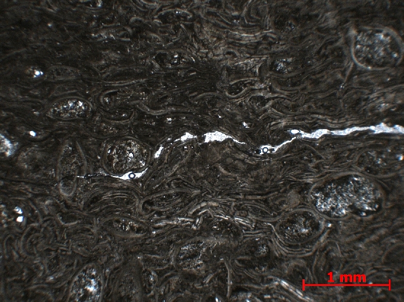  Microscope Calcaire à ostracodes Calcaire à ostracodes   Igea 