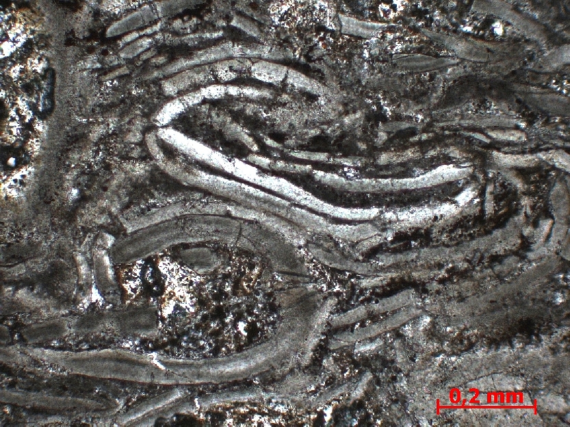  Microscope Calcaire à ostracodes Calcaire à ostracodes   Igea 