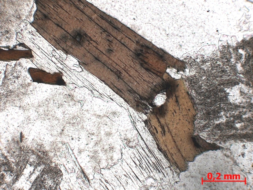  Microscope Granite Granite à biotite et muscovite    