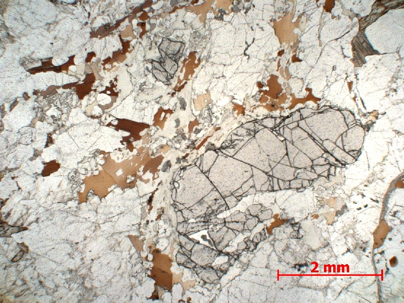  Microscope Migmatite Migmatite du Velay Massif central   
