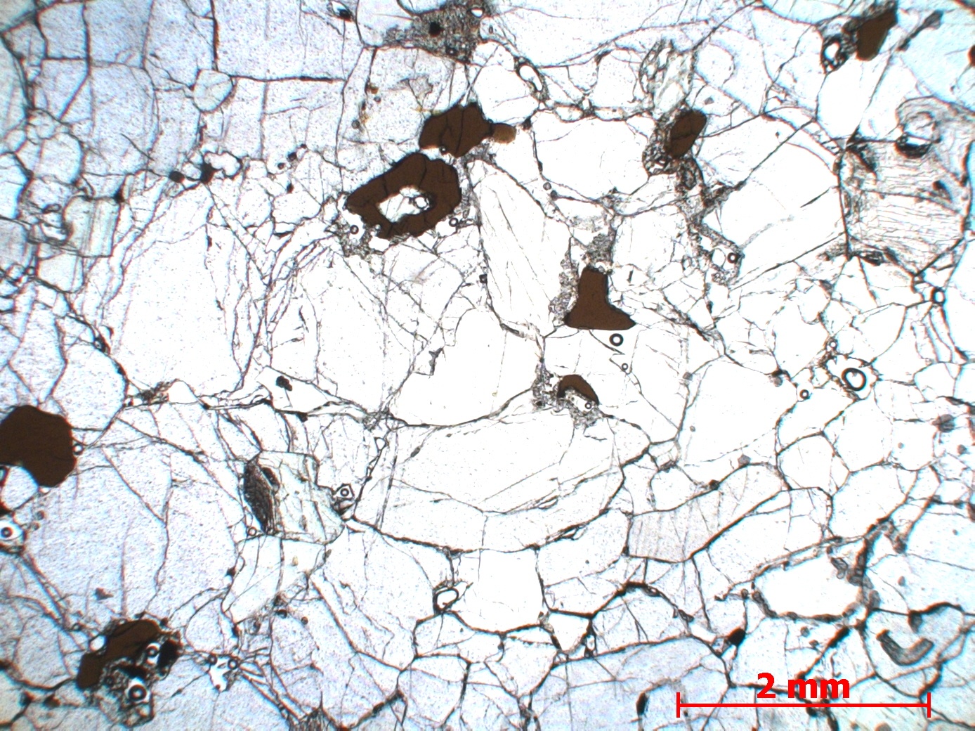 Lherzolite à spinelle Nodule de péridotite du maar de Borée Massif central Velay Borée Carrières de Molines