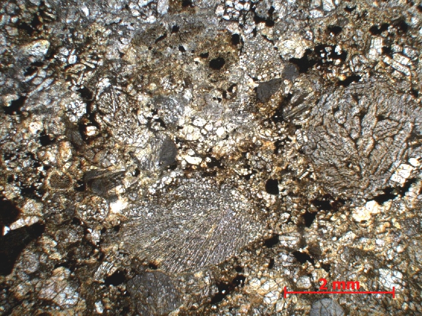  Microscope Chondrite ordinaire Chondrite ordinaire L4/5    