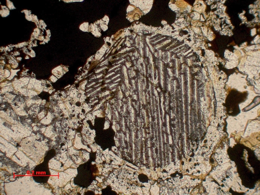  Microscope Chondrite ordinaire Chondrite ordinaire L4 (S1-3, W1)    
