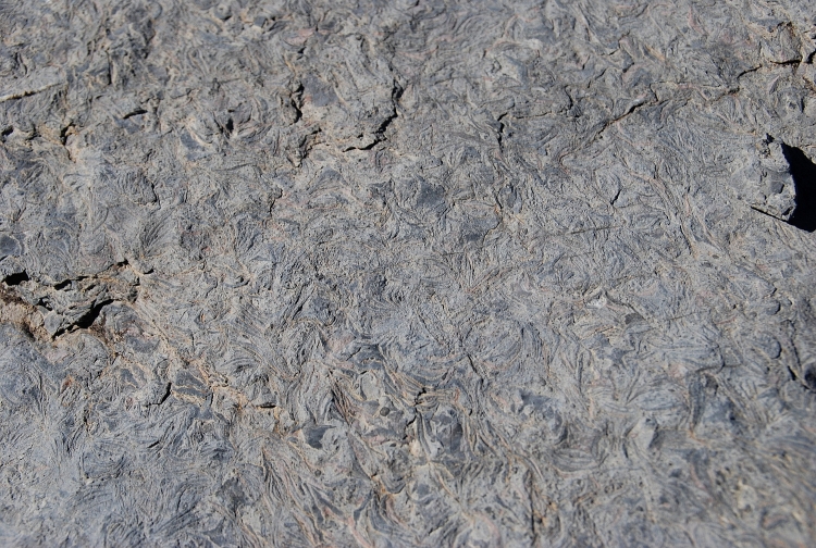 Calcaire à discocyclines Calcaire à Discocyclina Alpes Massif des Fiz Flaine Désert de Platé