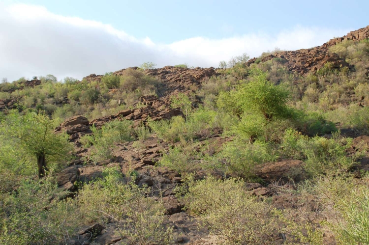 Pyroxénite Orthopyroxénite du complexe magmatique du Bushveld Bushveld Bushveld, Zone inférieure Bogalatladi Jagdlust Mine