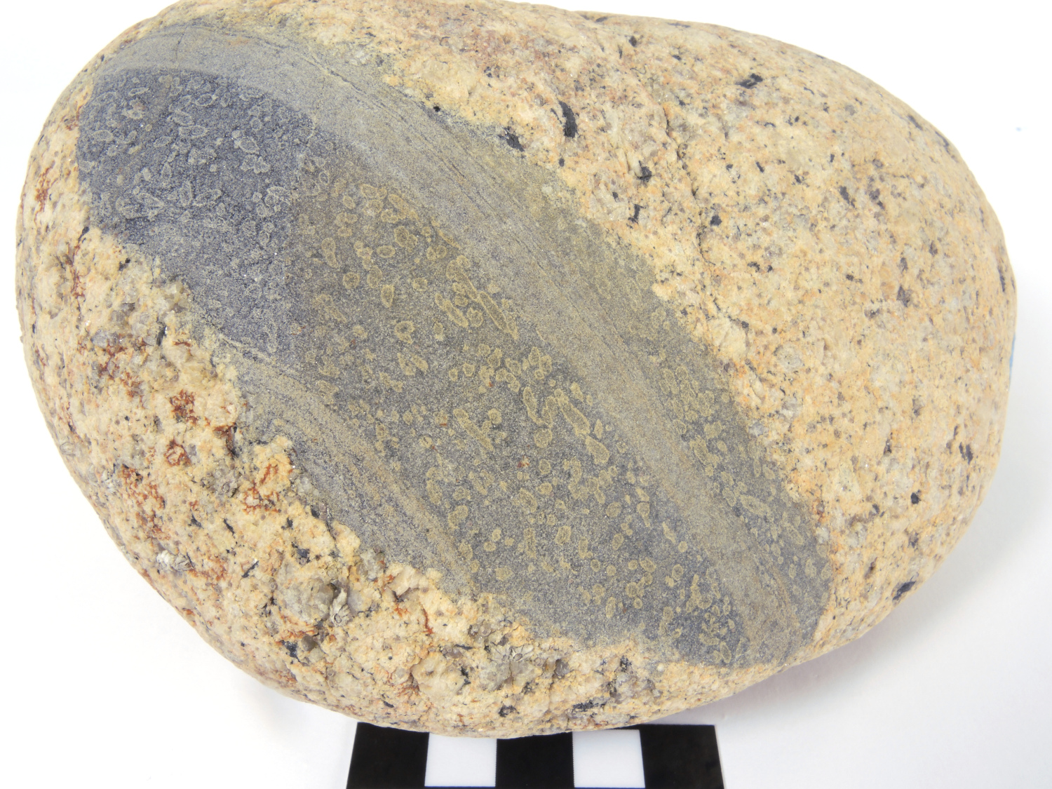 Granite à enclave de cornéenne à andalousite Granite de Ploumanac’h et enclave gréso-pélitique Massif armoricain Ile Milliau Trébeurden 