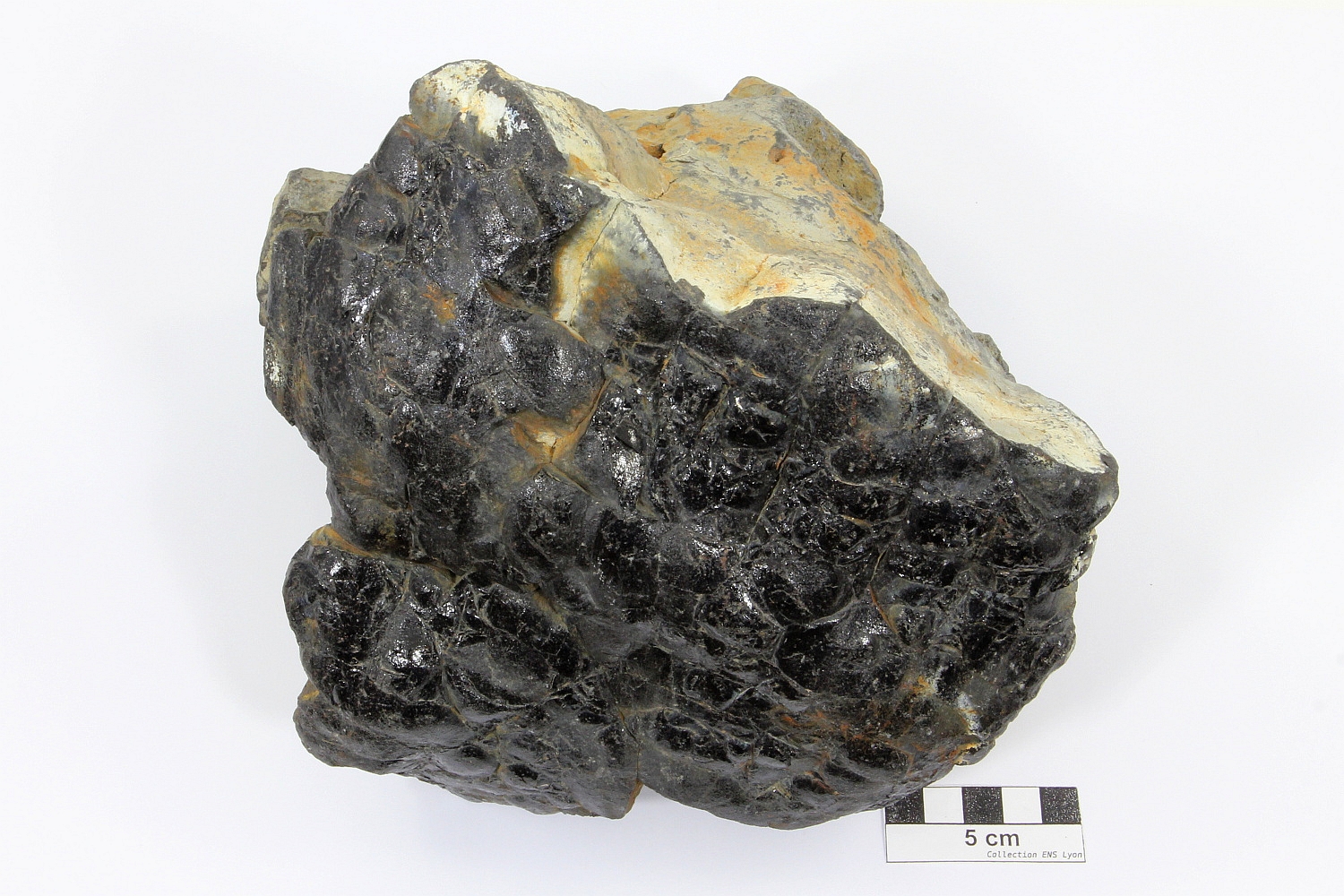 Fragment de pillow lava Basalte de la dorsale océanique Est-Pacifique Ride Est-Pacifique   