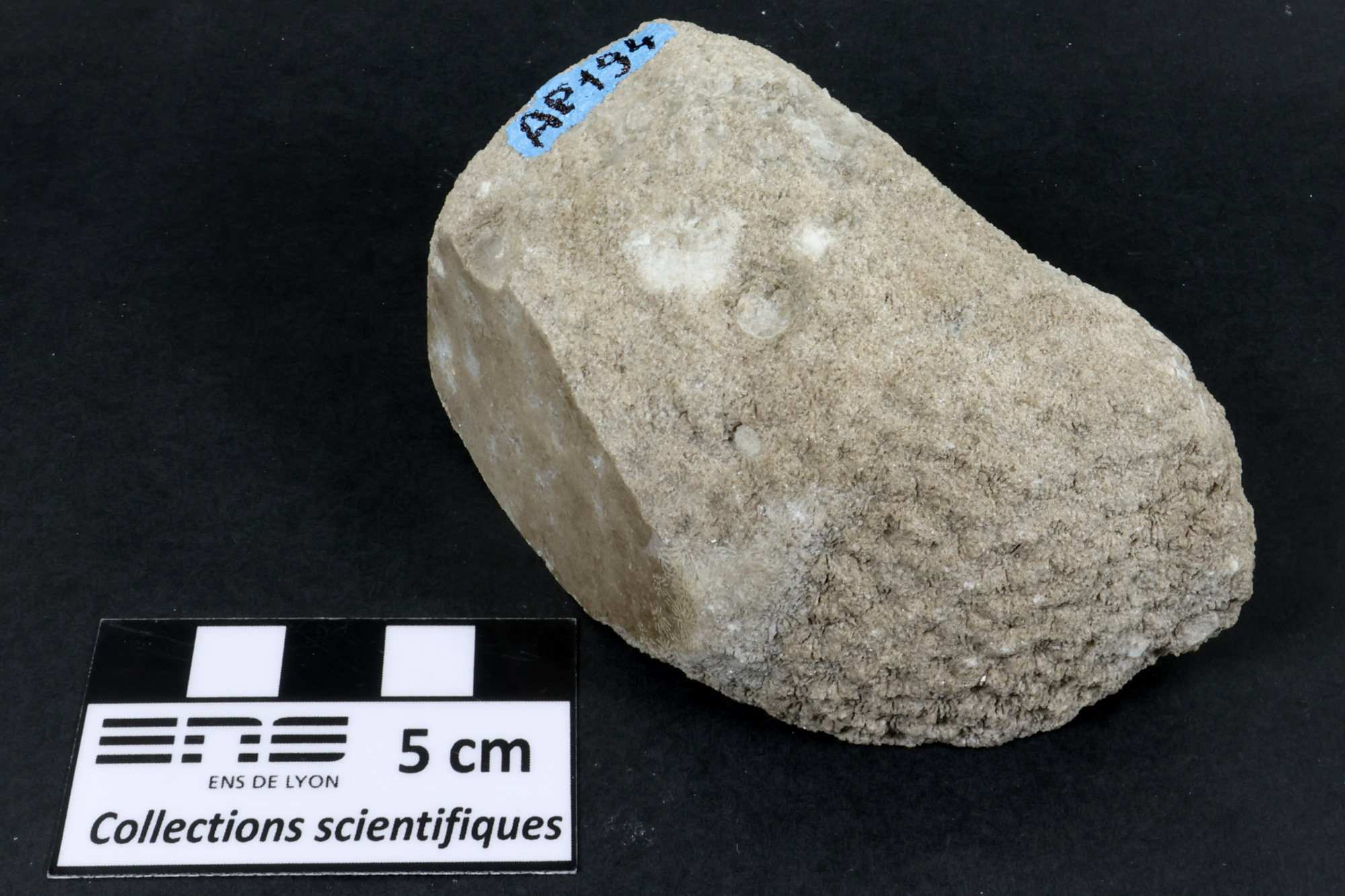 Corail scléractiniaire fossile Corail scléractiniaire fossile Alpes  Fillière Montagne de Sous Dine