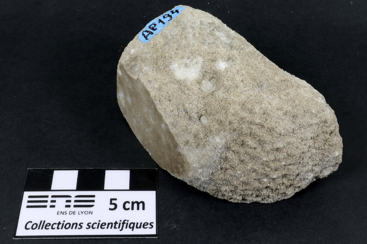 Corail scléractiniaire fossile Corail scléractiniaire fossile Alpes  Fillière Montagne de Sous Dine