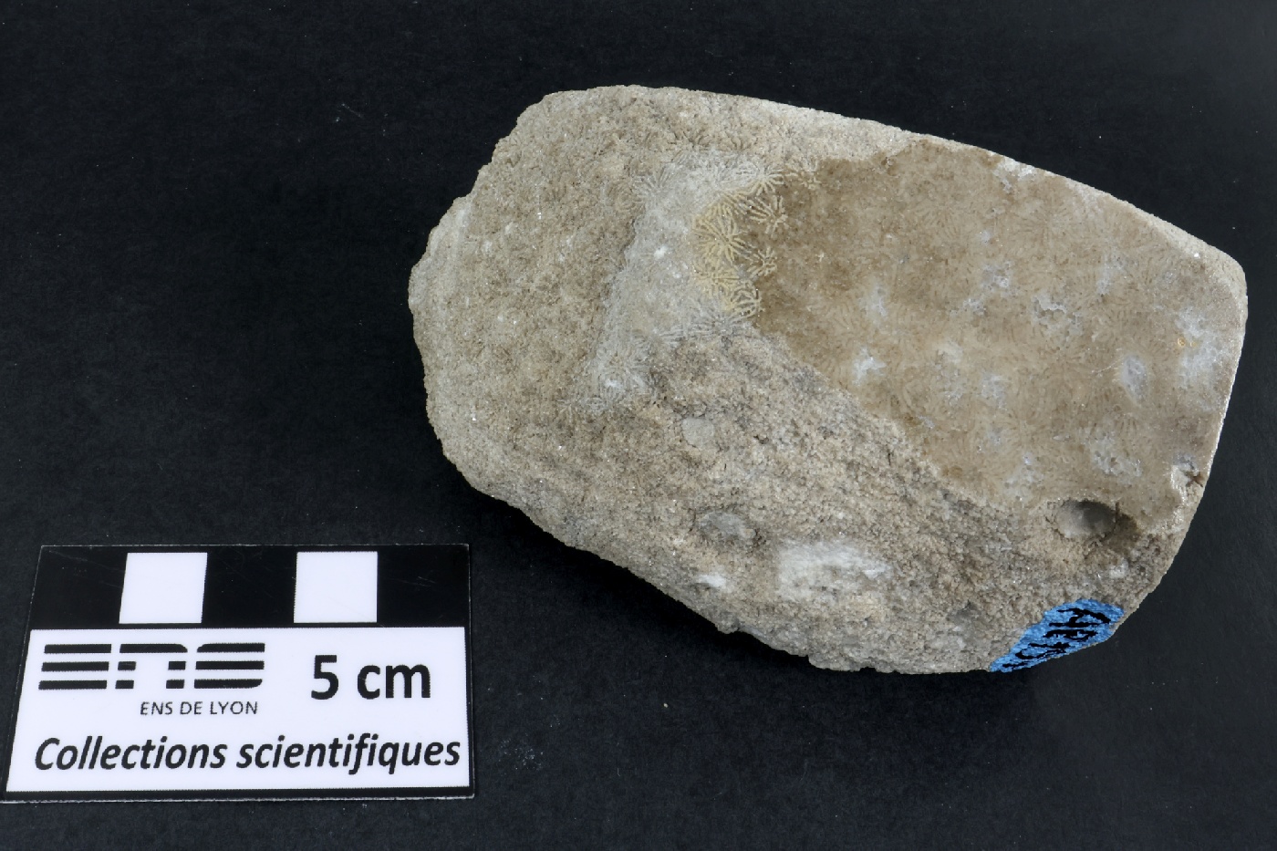 Corail scléractiniaire fossile Corail scléractiniaire fossile Alpes  Fillière Montagne de Sous Dine