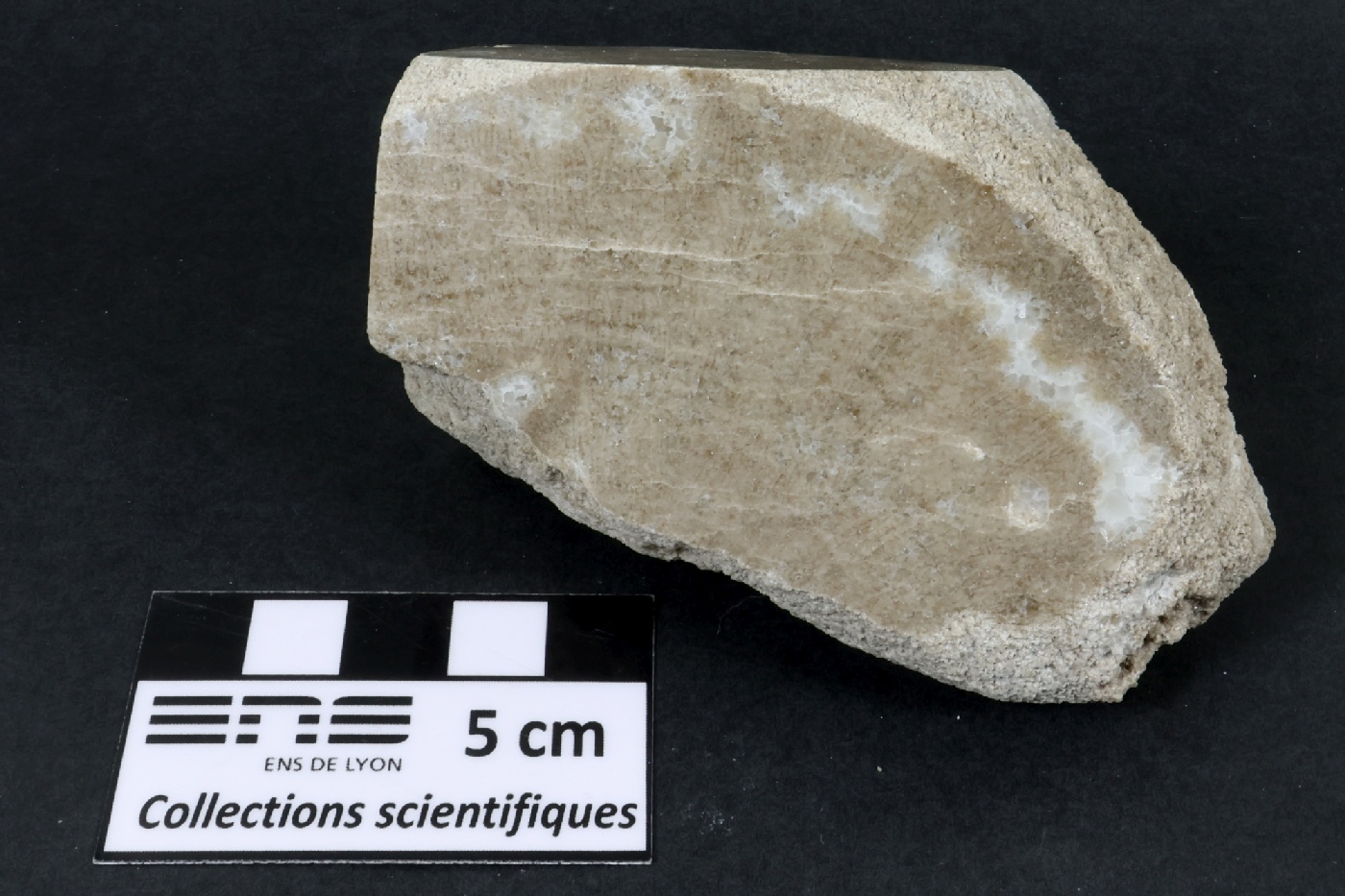 Corail scléractiniaire fossile Corail scléractiniaire fossile Alpes  Fillière Montagne de Sous Dine