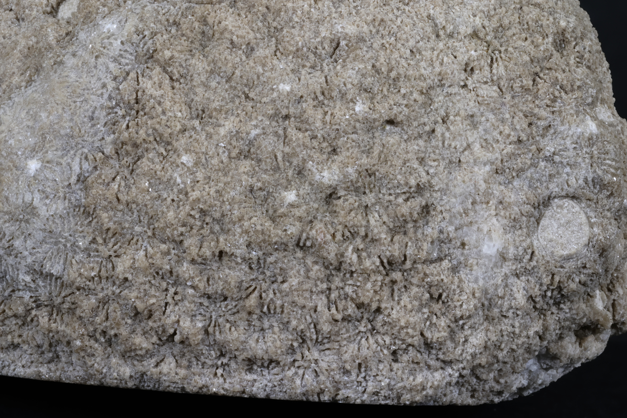 Corail scléractiniaire fossile Corail scléractiniaire fossile Alpes  Fillière Montagne de Sous Dine