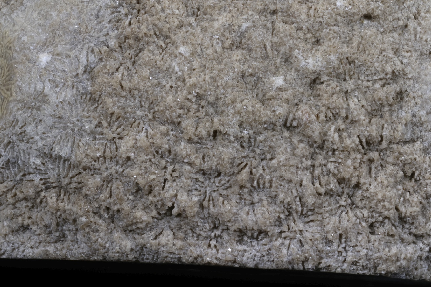 Corail scléractiniaire fossile Corail scléractiniaire fossile Alpes  Fillière Montagne de Sous Dine