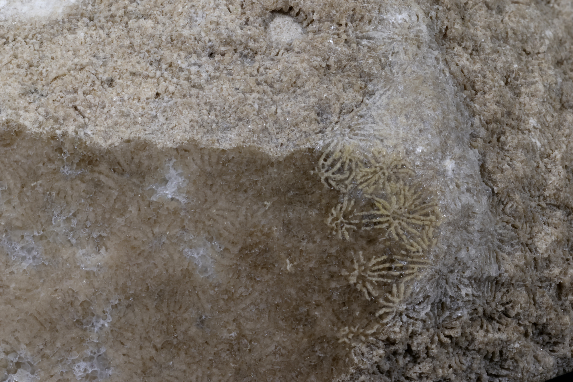 Corail scléractiniaire fossile Corail scléractiniaire fossile Alpes  Fillière Montagne de Sous Dine