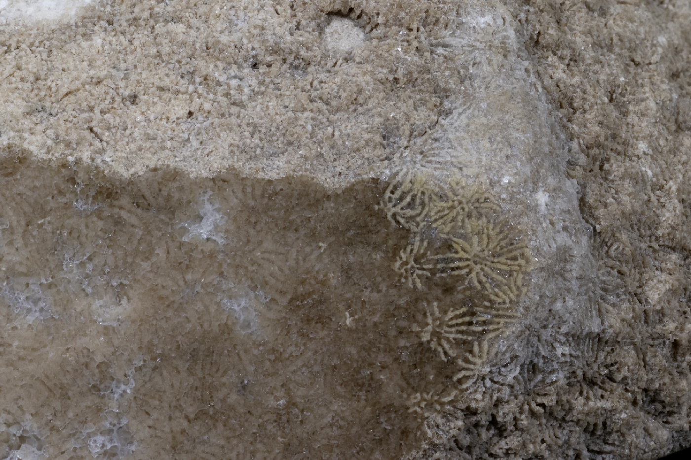 Corail scléractiniaire fossile Corail scléractiniaire fossile Alpes  Fillière Montagne de Sous Dine