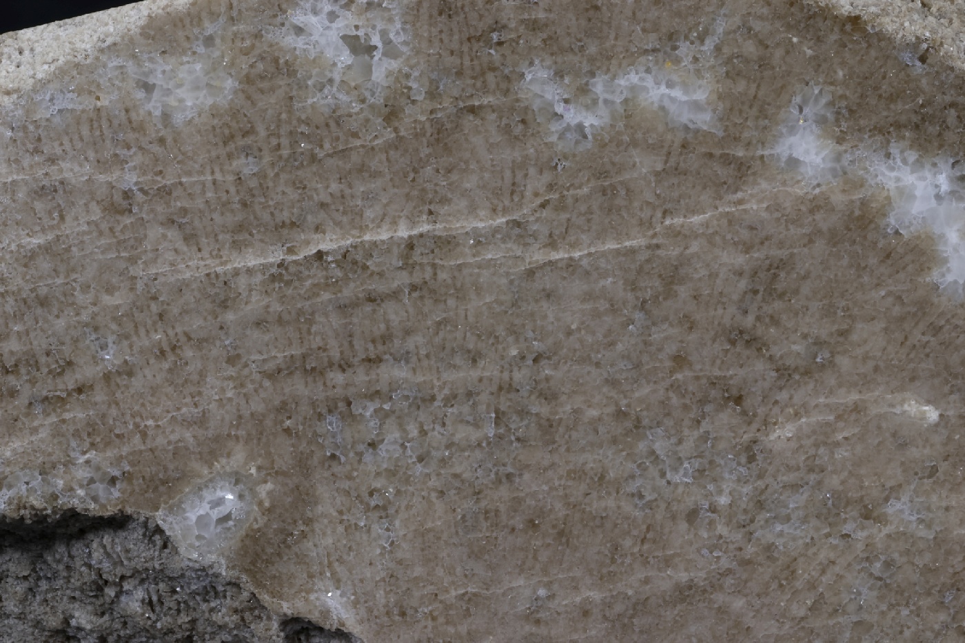 Corail scléractiniaire fossile Corail scléractiniaire fossile Alpes  Fillière Montagne de Sous Dine